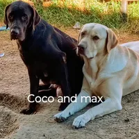 Red collar boy , a male Labrador Retriever for sale in Peoria, AZ – Photo 3 of 4