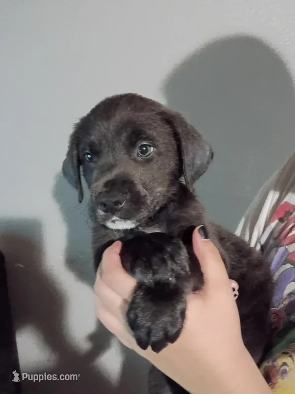 Taz – Labrador Retriever puppy for sale in Peoria, AZ