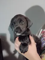 Taz, a male Labrador Retriever for sale in Peoria, AZ – Photo 1 of 2