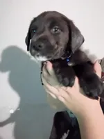 Taz, a male Labrador Retriever for sale in Peoria, AZ – Photo 2 of 2