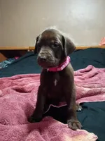 Hot pink collar girl , a female Labrador Retriever for sale in Peoria, AZ – Photo 4 of 5