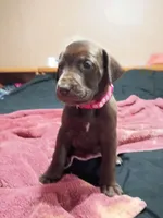 Hot pink collar girl , a female Labrador Retriever for sale in Peoria, AZ – Photo 2 of 5