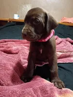 Hot pink collar girl , a female Labrador Retriever for sale in Peoria, AZ – Photo 5 of 5