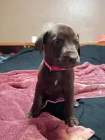 Hot pink collar girl , a female Labrador Retriever for sale in Peoria, AZ – Photo 3 of 5