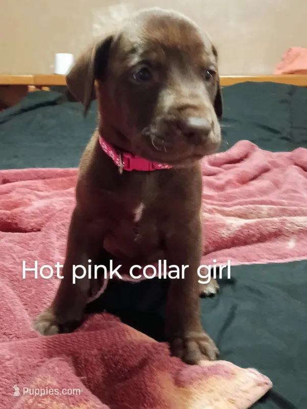 Hot pink collar girl 