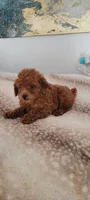 Rosie , a female Poodle - Toy  for sale in Kokomo, IN – 4 of 5