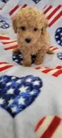 Chewy, a male Poodle - Toy  for sale in Kokomo, IN – Photo 4 of 5