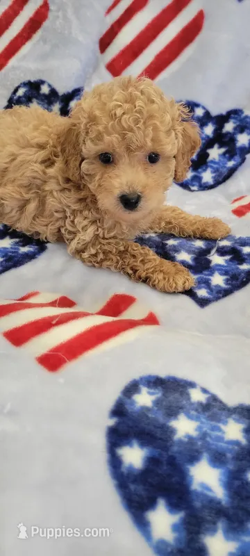 Chewy – Poodle - Toy  puppy for sale in Kokomo, IN