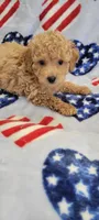 Chewy, a male Poodle - Toy  for sale in Kokomo, IN – Photo 1 of 5