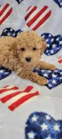 Chewy, a male Poodle - Toy  for sale in Kokomo, IN – Photo 2 of 5