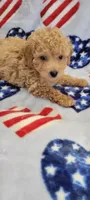 Chewy, a male Poodle - Toy  for sale in Kokomo, IN – Photo 5 of 5