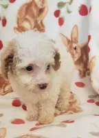 Niki, a female Poodle - Toy  for sale in Kokomo, IN – Photo 1 of 2