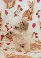 Niki, a female Poodle - Toy  for sale in Kokomo, IN – Photo 2 of 2