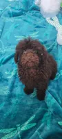 Charlie Brown, a male Poodle - Toy  for sale in Kokomo, IN – 3 of 4