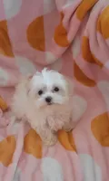 Sugar, a female Maltese for sale in Kokomo, IN – 2 of 3