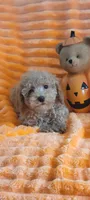 Nacho , a male Poodle - Miniature  for sale in Kokomo, IN – 2 of 4