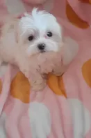 Sugar, a female Maltese for sale in Kokomo, IN – 3 of 3