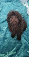 Charlie Brown, a male Poodle - Toy  for sale in Kokomo, IN – 4 of 4