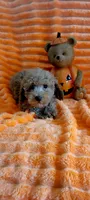 Nacho , a male Poodle - Miniature  for sale in Kokomo, IN – 4 of 4