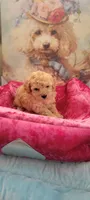 Honey Boo, a female Poodle - Toy  for sale in Kokomo, IN – 1 of 3