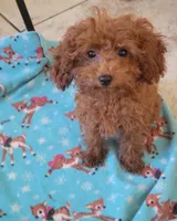 Copper, a male Poodle - Toy  for sale in Kokomo, IN – 2 of 3