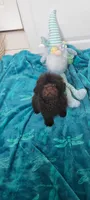 Charlie Brown, a male Poodle - Toy  for sale in Kokomo, IN – 2 of 4