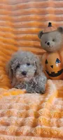 Nacho , a male Poodle - Miniature  for sale in Kokomo, IN – 1 of 4