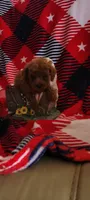 Peanut, a male Poodle - Toy  for sale in Kokomo, IN – 3 of 4
