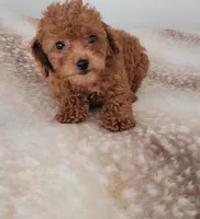 Rosie , a female Poodle - Toy  for sale in Kokomo, IN – 3 of 5