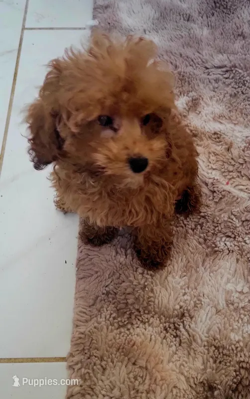 Rosie – Poodle - Toy  puppy for sale in Kokomo, IN