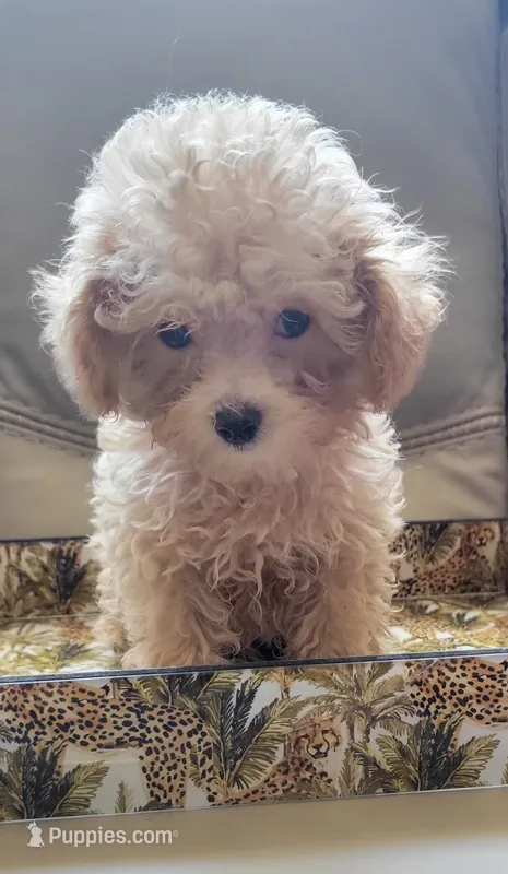 Cracker – Poodle - Toy  puppy for sale in Kokomo, IN