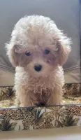 Cracker, a male Poodle - Toy  for sale in Kokomo, IN – 1 of 2