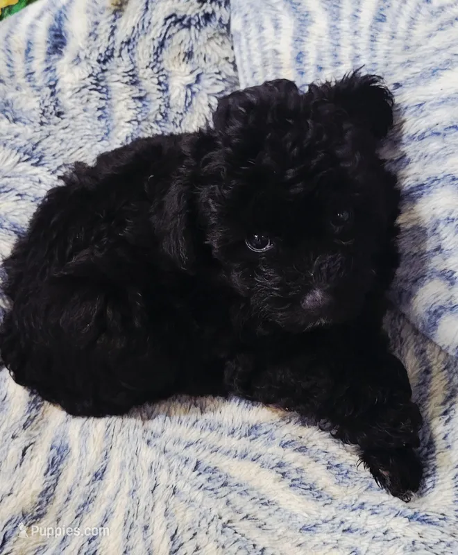 Stardust, a female Poodle - Toy  for sale in Kokomo, IN – 1 of 1