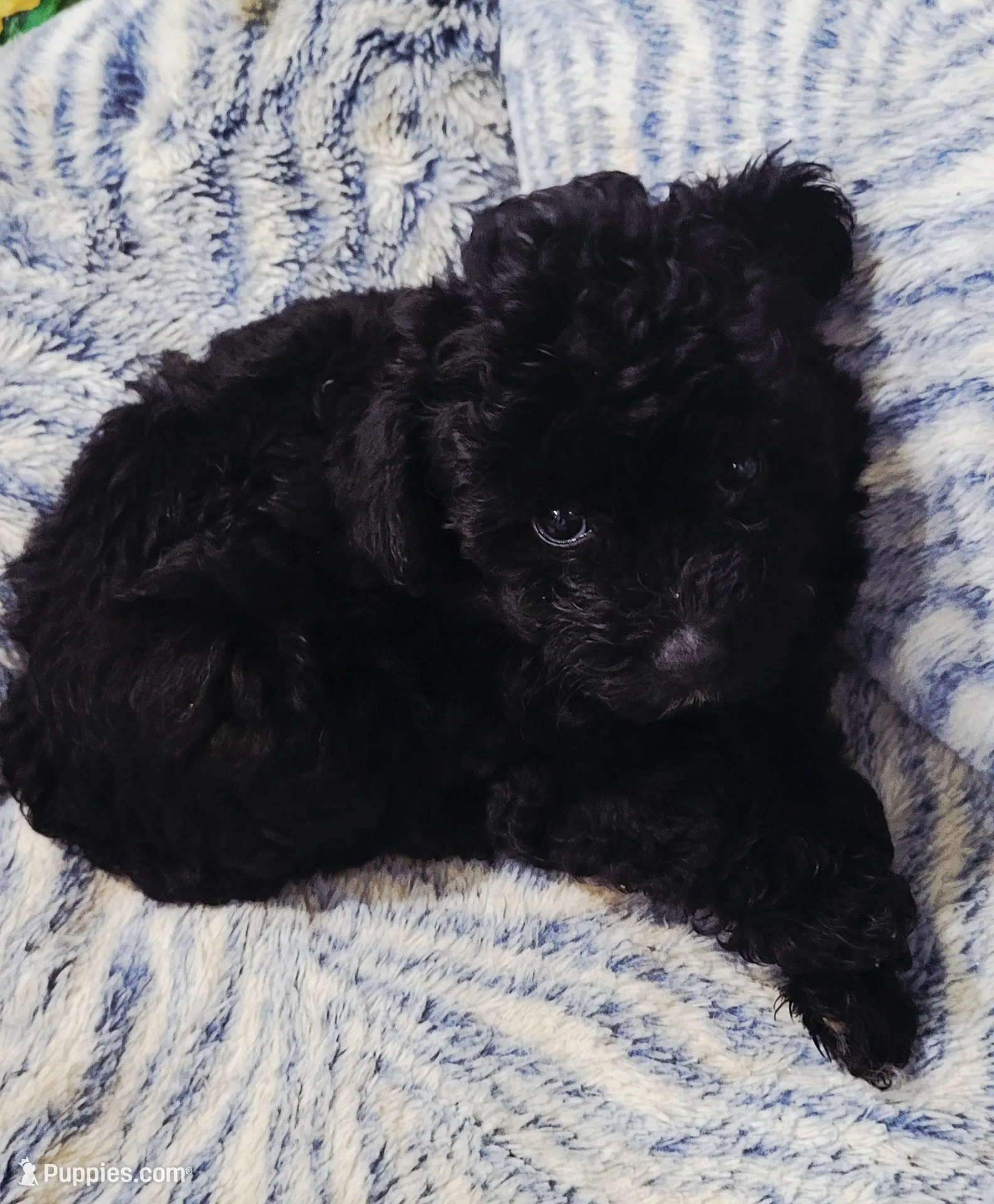 Stardust – Poodle - Toy Puppy for Sale in Kokomo, IN | Puppies.com