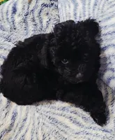 Stardust, a female Poodle - Toy  for sale in Kokomo, IN – 1 of 1