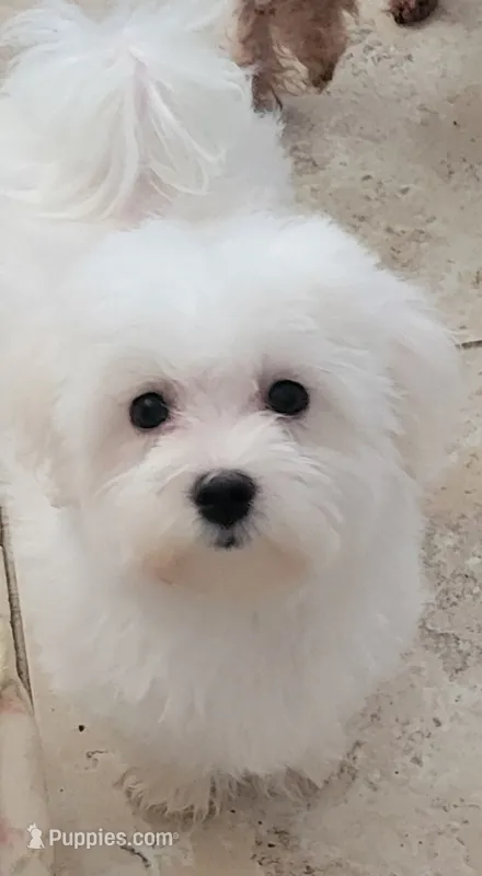 Yeki – Maltese puppy for sale in Kokomo, IN