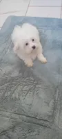 Casper, a male Maltese for sale in Kokomo, IN – 3 of 5