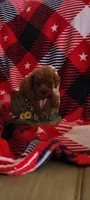 Peanut, a male Poodle - Toy  for sale in Kokomo, IN – 4 of 4