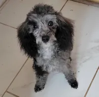 Freckles, a female Poodle - Toy  for sale in Kokomo, IN – 3 of 4
