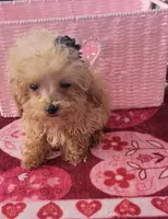 Lucy, a female Poodle - Toy  for sale in Kokomo, IN – Photo 1 of 3