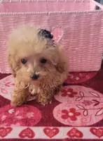 Lucy, a female Poodle - Toy  for sale in Kokomo, IN – Photo 2 of 3