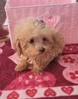 Lucy, a female Poodle - Toy  for sale in Kokomo, IN – Photo 3 of 3