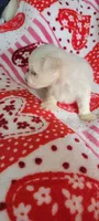 Sugar, a female Maltese for sale in Kokomo, IN – 2 of 8