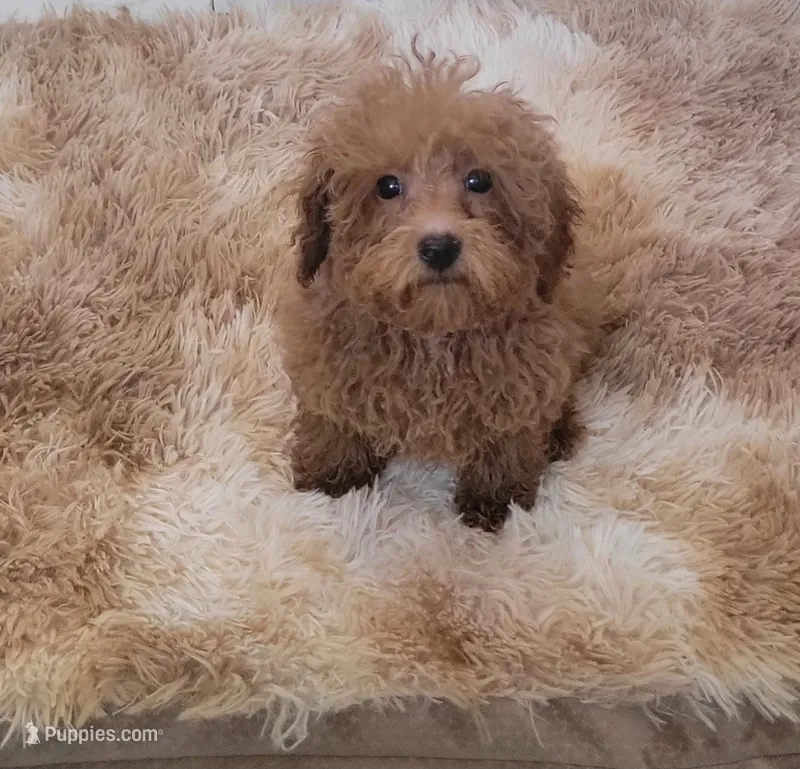 Chewy – Poodle - Toy  puppy for sale in Kokomo, IN