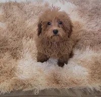 Chewy, a male Poodle - Toy  for sale in Kokomo, IN – 1 of 1