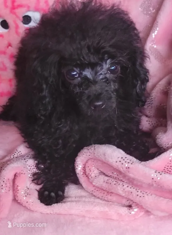 Raven – Poodle - Toy  puppy for sale in Kokomo, IN