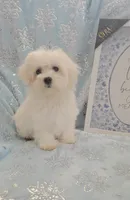 Yeki, a male Maltese for sale in Kokomo, IN – 3 of 3