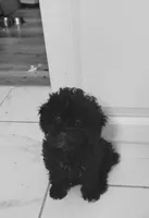 Apollo, a male Poodle - Toy  for sale in Kokomo, IN – 3 of 3