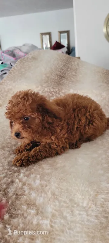 Rosie  – Poodle - Toy  puppy for sale in Kokomo, IN