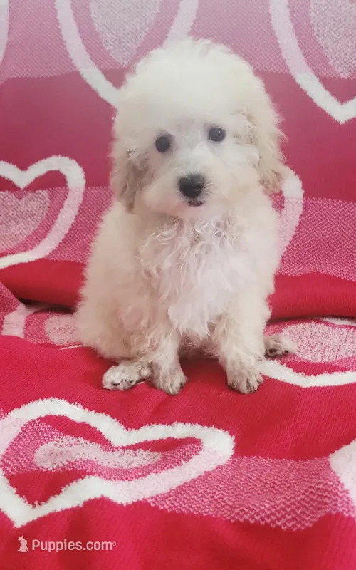 Ice – Poodle - Toy  puppy for sale in Kokomo, IN